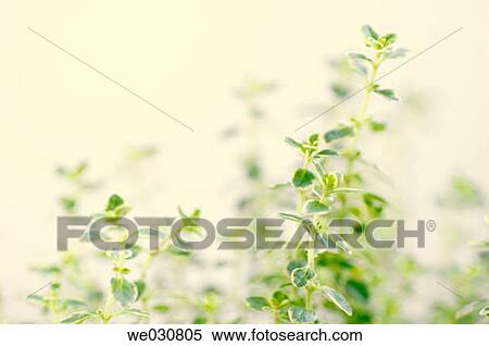 Thymus x citriodorus? Golden Lemon?. Summer, Maryland, USA View Large Photo Image Stock Photography - Thymus x citriodorus? Golden Lemon?. Summer, Maryland, USA. Fotosearch