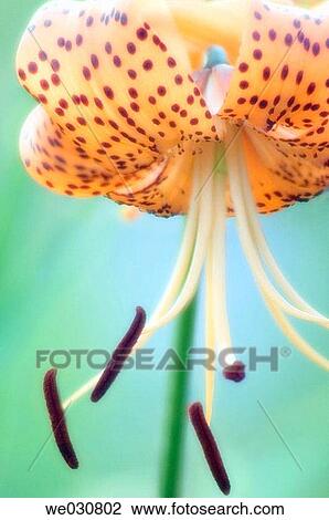 Tiger Lily Flower Close-up. Lilium lancifolium hybrid, Summer, Maryland, USA View Large Photo Image Stock Image - Tiger Lily Flower Close-up. Lilium lancifolium hybrid, Summer, Maryland, USA. Fotosearch