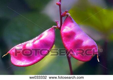 Stock Image - Two Hyacinth Beans facing the opposite ways. Lablab Bean, Dolichos lablab. Maryland, USA.. Fotosearch
