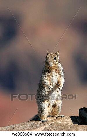 Uinta Ground Squirrel (Spermophilus armatus) in Grand Canyon National Park, Arizona, USA View Large Photo Image Picture - Uinta Ground Squirrel (Spermophilus armatus) in Grand Canyon National Park, Arizona, USA. Fotosearch