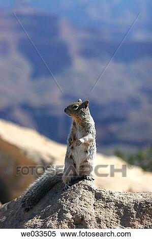 Stock Photography - Uinta Ground Squirrel (Spermophilus armatus) in Grand Canyon National Park, Arizona, USA. Fotosearch