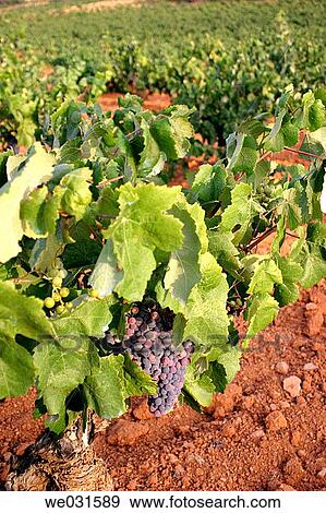 Vineyards (Utiel-Requena Denomination of Origin). Valencia, Comunidad Valenciana, Spain View Large Photo Image Stock Photo - Vineyards (Utiel-Requena Denomination of Origin). Valencia, Comunidad Valenciana, Spain. Fotosearch