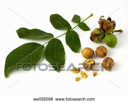 Stock Photo - Walnuts. Fotosearch