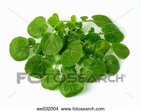 Picture - Watercress. Fotosearch