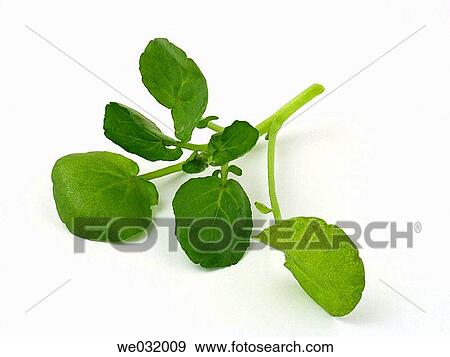 Watercress View Large Photo Image Stock Photo - Watercress. Fotosearch