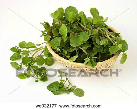 Watercress View Large Photo Image Stock Photo - Watercress. Fotosearch