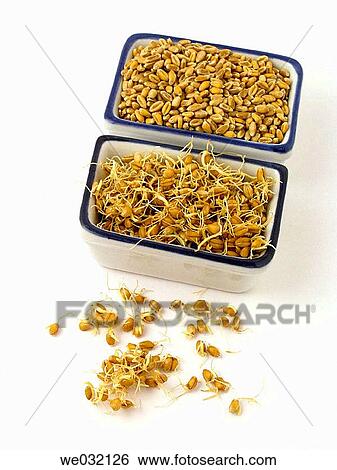 Wheat sprouts View Large Photo Image Stock Photograph - Wheat sprouts. Fotosearch