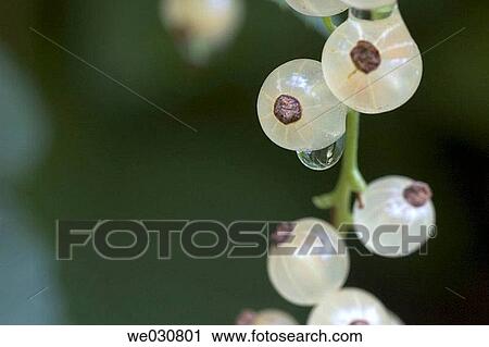 White Currants. Ribes petraeum, Summer, Maryland, USA View Large Photo Image Stock Image - White Currants. Ribes petraeum, Summer, Maryland, USA. Fotosearch