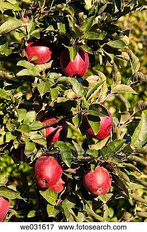 Wild Apple (Pyrus malus). Salda±a, Palencia, Castilla-Le? n, Spain View Large Photo Image Stock Photo - Wild Apple (Pyrus malus). Salda±a, Palencia, Castilla-Le? n, Spain. Fotosearch