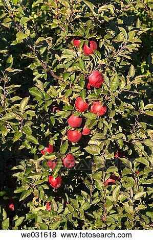 Wild Apple (Pyrus malus). Salda±a, Palencia, Castilla-Le? n, Spain View Large Photo Image Stock Photo - Wild Apple (Pyrus malus). Salda±a, Palencia, Castilla-Le? n, Spain. Fotosearch