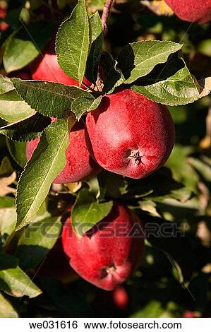 Stock Photograph - Wild Apple (Pyrus malus). Salda±a, Palencia, Castilla-Le? n, Spain. Fotosearch