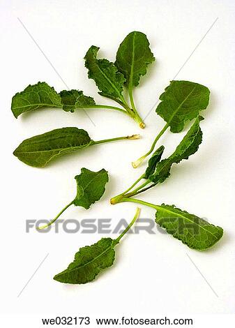 Wild sorrel View Large Photo Image Stock Image - Wild sorrel. Fotosearch