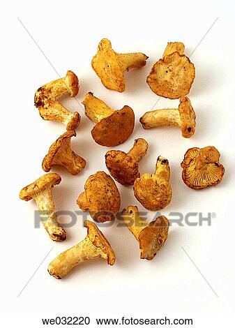 Yellow chanterelle (Cantharellus cibarius) View Large Photo Image Stock Image - Yellow chanterelle (Cantharellus cibarius). Fotosearch