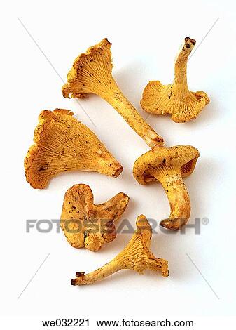 Yellow chanterelle (Cantharellus cibarius) View Large Photo Image Stock Image - Yellow chanterelle (Cantharellus cibarius). Fotosearch