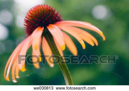 Yellow Coneflower. Echinacea paradoxa. Maryland, USA. July 2005 View Large Photo Image Stock Image - Yellow Coneflower. Echinacea paradoxa. Maryland, USA. July 2005. Fotosearch