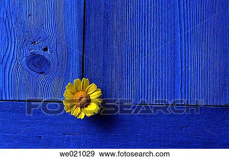 Yellow daisy on blue door. Majorca, Balearic Islands, Spain View Large Photo Image Stock Photo - Yellow daisy on blue door. Majorca, Balearic Islands, Spain. Fotosearch