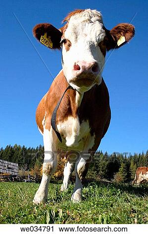 Young cow (heifer) on alpine meadow near Rennweg, Hohe Tauern, Alps, K? rnten/Carinthia, Austria View Large Photo Image Stock Image - Young cow (heifer) on alpine meadow near Rennweg, Hohe Tauern, Alps, K? rnten/Carinthia, Austria. Fotosearch