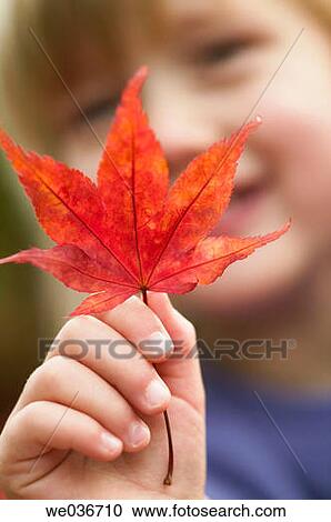 4 year old girl with a maple leaf. View Large Photo Image Stock Image - 4 year old girl with a maple leaf.. Fotosearch