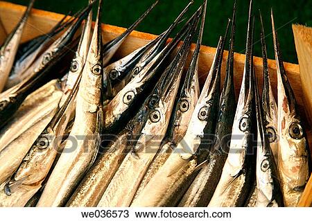 A box full of Garfish (Belone belone) in a fish-market in Istanbul. Turkey View Large Photo Image Stock Image - A box full of Garfish (Belone belone) in a fish-market in Istanbul. Turkey. Fotosearch