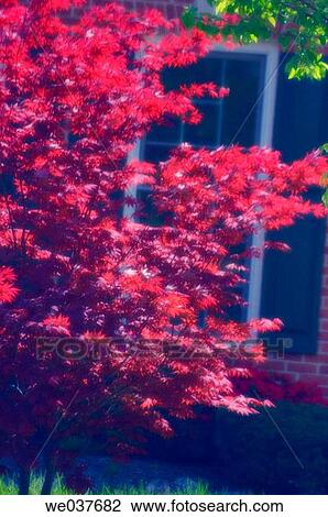Acer palmatum, house window, grass, Spring colours. Maryland, USA View Large Photo Image Stock Image - Acer palmatum, house window, grass, Spring colours. Maryland, USA. Fotosearch