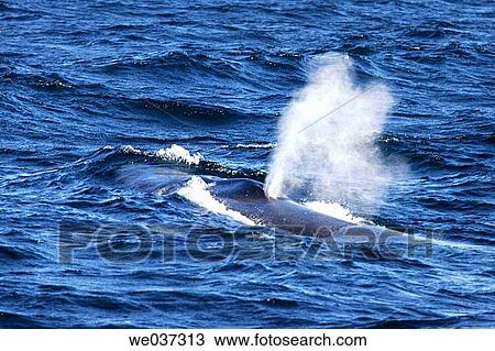 Adult Blue Whale (Balaenoptera musculus) surfacing in the Gulf of California (Sea of Cortez), Mexico. View Large Photo Image Stock Image - Adult Blue Whale (Balaenoptera musculus) surfacing in the Gulf of California (Sea of Cortez), Mexico.. Fotosearch