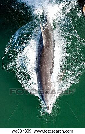 Adult Bottlenose Dolphin (Tursiops truncatus) bow-riding in deep water on the Baja California Penninsula, Mexico. View Large Photo Image Stock Photo - Adult Bottlenose Dolphin (Tursiops truncatus) bow-riding in deep water on the Baja California Penninsula, Mexico.. Fotosearch
