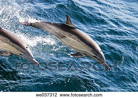 Adult Long-beaked Common Dolphins (Delphinus capensis) leaping in the Gulf of California (Sea of Cortez), Mexico. View Large Photo Image Stock Image - Adult Long-beaked Common Dolphins (Delphinus capensis) leaping in the Gulf of California (Sea of Cortez), Mexico.. Fotosearch