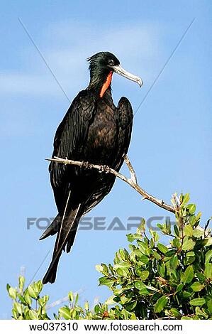 Adult male (notice red gular sack) Magnificent Frigatebird (Fregata magnificens) perched in mangroves in Magdalena Bay, BCS, Mexico. View Large Photo Image Stock Image - Adult male (notice red gular sack) Magnificent Frigatebird (Fregata magnificens) perched in mangroves in Magdalena Bay, BCS, Mexico.. Fotosearch