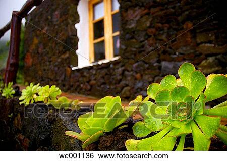 Aeonium. El Hierro. Canary islands. Spain. View Large Photo Image Stock Photograph - Aeonium. El Hierro. Canary islands. Spain.. Fotosearch