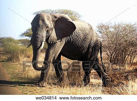 Picture - African Elephant, Kruger National Park. South Africa. Fotosearch
