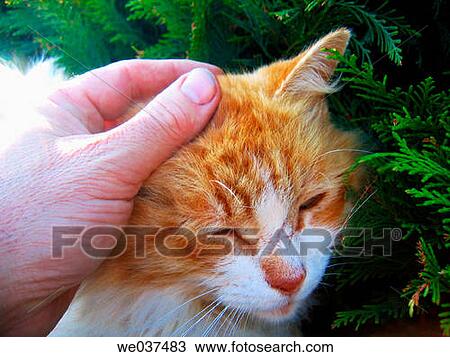 animal, cat, caressing, caress, affection View Large Photo Image Stock Image - animal, cat, caressing, caress, affection. Fotosearch