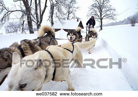 animal, competing, compete, activity View Large Photo Image Stock Image - animal, competing, compete, activity. Fotosearch