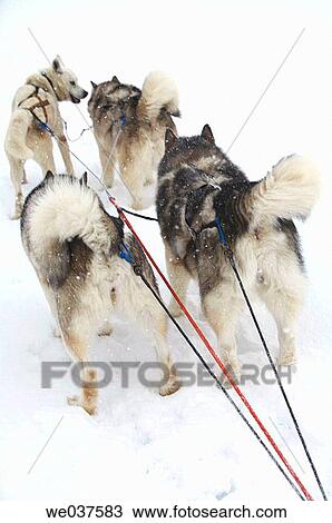 Stock Image - animal, competing, compete, activity. Fotosearch