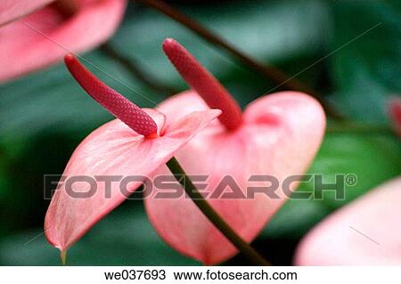 Anthurium andreanum. Maryland, USA View Large Photo Image Stock Image - Anthurium andreanum. Maryland, USA. Fotosearch
