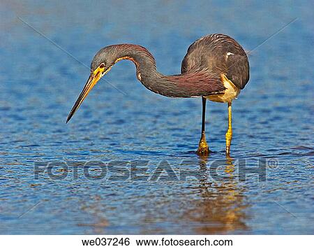 Aquatic bird, Egretta, day, bird, animal View Large Photo Image Stock Photograph - Aquatic bird, Egretta, day, bird, animal. Fotosearch