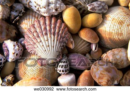 Assortment of shells, Timor, Nusa Tenggara, Indonesia, Asia View Large Photo Image Stock Image - Assortment of shells, Timor, Nusa Tenggara, Indonesia, Asia. Fotosearch