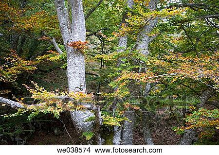 Beechwood, Gorbea Natural Park.? lava-Biscay, Euskadi, Spain View Large Photo Image Picture - Beechwood, Gorbea Natural Park.? lava-Biscay, Euskadi, Spain. Fotosearch