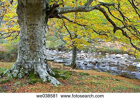 Beechwood, Gorbea Natural Park.? lava-Biscay, Euskadi, Spain View Large Photo Image Stock Image - Beechwood, Gorbea Natural Park.? lava-Biscay, Euskadi, Spain. Fotosearch