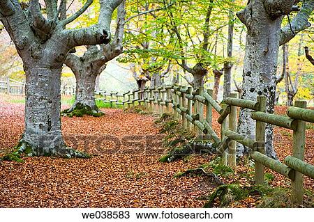 Beechwood, Gorbea Natural Park.? lava-Biscay, Euskadi, Spain View Large Photo Image Stock Image - Beechwood, Gorbea Natural Park.? lava-Biscay, Euskadi, Spain. Fotosearch