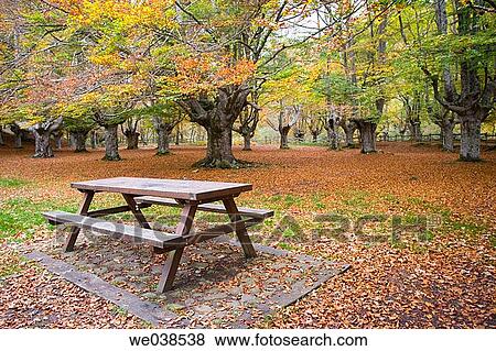 Beechwood, Gorbea Natural Park.? lava-Biscay, Euskadi, Spain View Large Photo Image Stock Photo - Beechwood, Gorbea Natural Park.? lava-Biscay, Euskadi, Spain. Fotosearch
