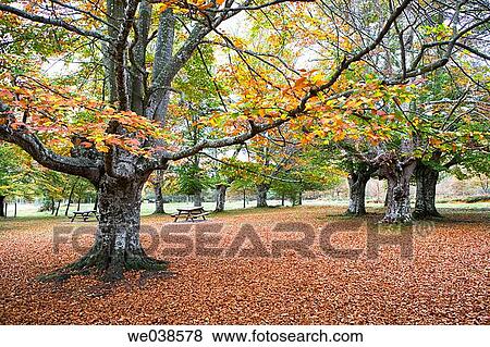 Beechwood, Gorbea Natural Park.? lava-Biscay, Euskadi, Spain View Large Photo Image Stock Photo - Beechwood, Gorbea Natural Park.? lava-Biscay, Euskadi, Spain. Fotosearch