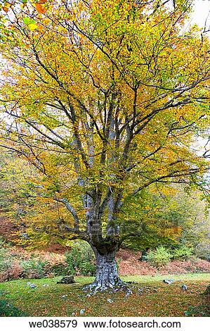 Beechwood, Gorbea Natural Park.? lava-Biscay, Euskadi, Spain View Large Photo Image Stock Photo - Beechwood, Gorbea Natural Park.? lava-Biscay, Euskadi, Spain. Fotosearch
