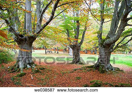 Beechwood, Gorbea Natural Park.? lava-Biscay, Euskadi, Spain View Large Photo Image Stock Photo - Beechwood, Gorbea Natural Park.? lava-Biscay, Euskadi, Spain. Fotosearch