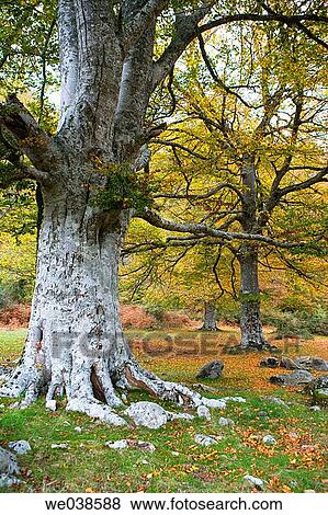 Beechwood, Gorbea Natural Park.? lava-Biscay, Euskadi, Spain View Large Photo Image Stock Photo - Beechwood, Gorbea Natural Park.? lava-Biscay, Euskadi, Spain. Fotosearch
