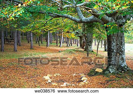 Beechwood, Gorbea Natural Park.? lava-Biscay, Euskadi, Spain View Large Photo Image Stock Photograph - Beechwood, Gorbea Natural Park.? lava-Biscay, Euskadi, Spain. Fotosearch