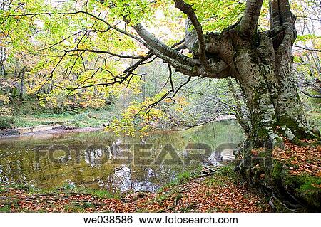 Beechwood, Gorbea Natural Park.? lava-Biscay, Euskadi, Spain View Large Photo Image Stock Photograph - Beechwood, Gorbea Natural Park.? lava-Biscay, Euskadi, Spain. Fotosearch