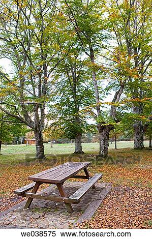 Stock Photography - Beechwood, Gorbea Natural Park.? lava-Biscay, Euskadi, Spain. Fotosearch