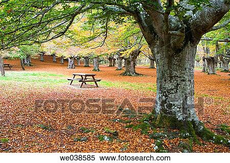 Beechwood, Gorbea Natural Park.? lava-Biscay, Euskadi, Spain View Large Photo Image Stock Photography - Beechwood, Gorbea Natural Park.? lava-Biscay, Euskadi, Spain. Fotosearch