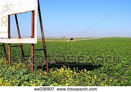 Stock Photo - Beet (Beta vulgaris) plantation, Puerto de Santa Mar? a. Cßdiz province, Andalusia, Spain. Fotosearch