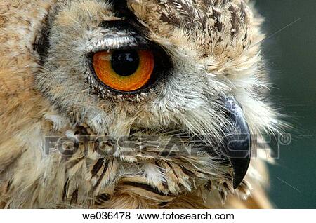 Bengal Eagle Owl side profile View Large Photo Image Stock Photo - Bengal Eagle Owl side profile. Fotosearch